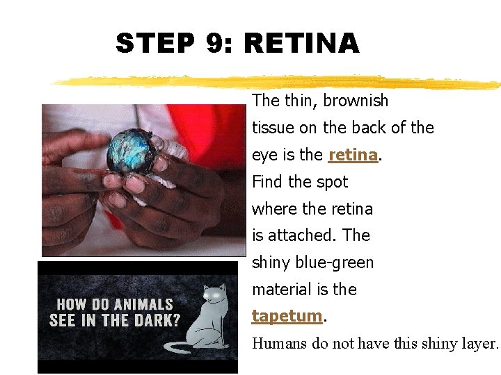 STEP 9: RETINA The thin, brownish tissue on the back of the eye is