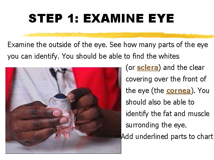 STEP 1: EXAMINE EYE Examine the outside of the eye. See how many parts