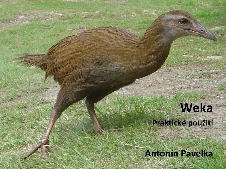 Weka Praktické použití Antonín Pavelka 