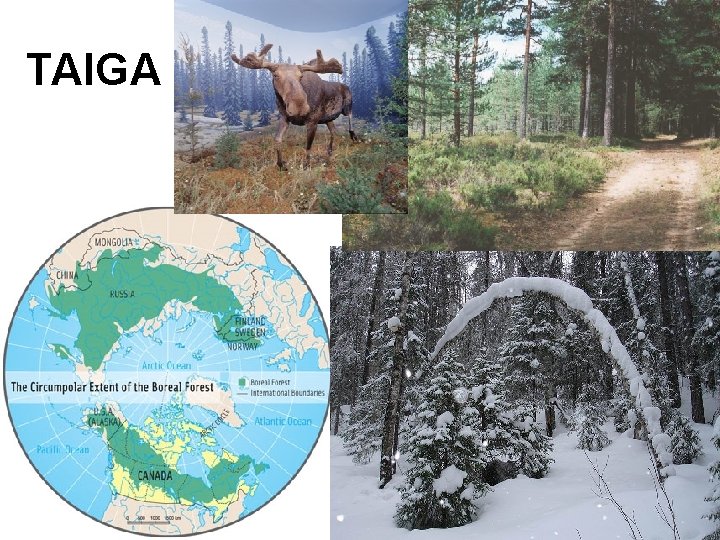 TAIGA 