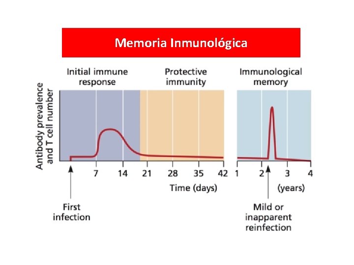 Memoria Inmunológica 