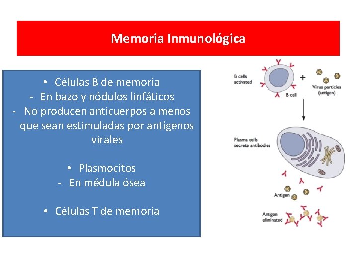 Memoria Inmunológica • Células B de memoria - En bazo y nódulos linfáticos -