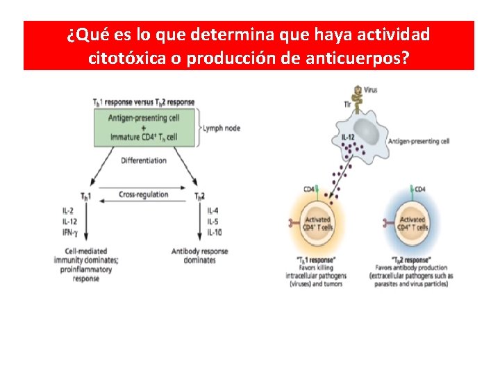 ¿Qué es lo que determina que haya actividad citotóxica o producción de anticuerpos? 