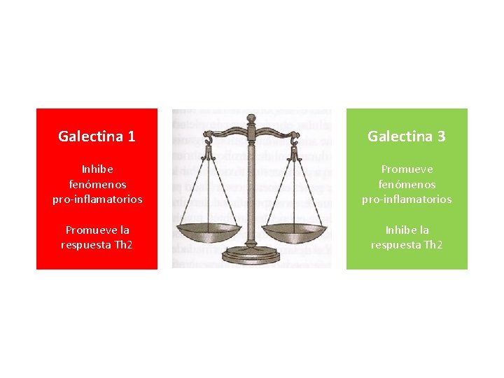 Galectina 1 Galectina 3 Inhibe fenómenos pro-inflamatorios Promueve la respuesta Th 2 Inhibe la