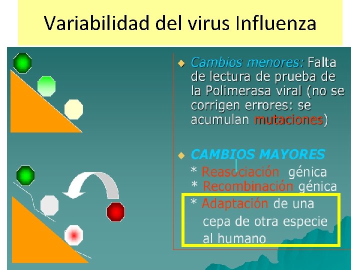 Variabilidad del virus Influenza 