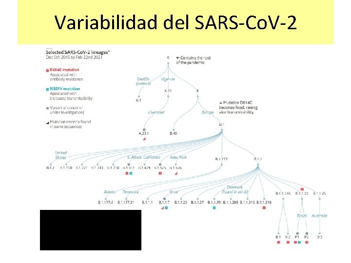 Variabilidad del SARS-Co. V-2 