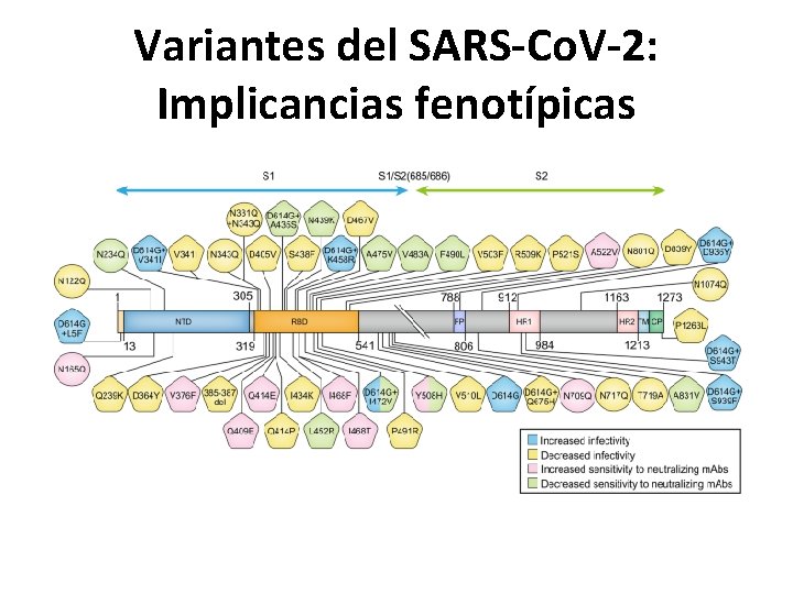 Variantes del SARS-Co. V-2: Implicancias fenotípicas 