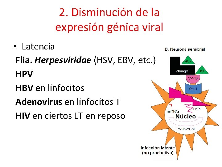 2. Disminución de la expresión génica viral • Latencia Flia. Herpesviridae (HSV, EBV, etc.