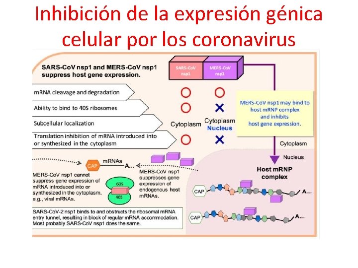 Inhibición de la expresión génica celular por los coronavirus 