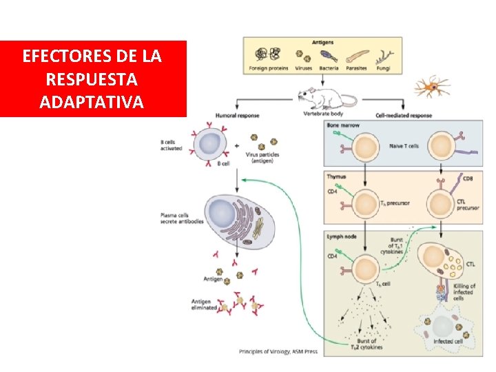 EFECTORES DE LA RESPUESTA ADAPTATIVA 