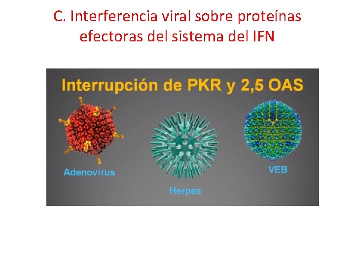 C. Interferencia viral sobre proteínas efectoras del sistema del IFN 