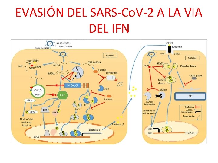 EVASIÓN DEL SARS-Co. V-2 A LA VIA DEL IFN 