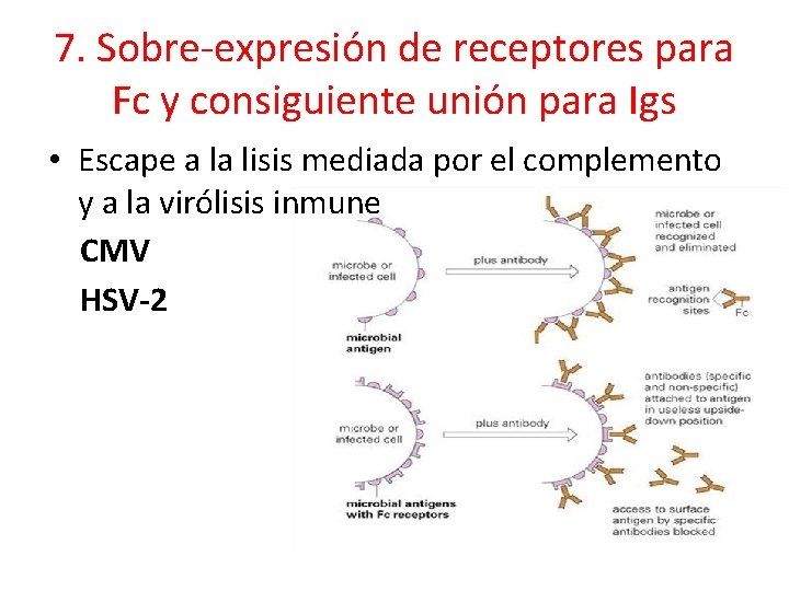 7. Sobre-expresión de receptores para Fc y consiguiente unión para Igs • Escape a