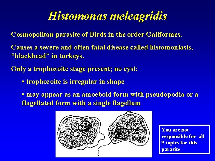 Histomonas meleagridis Cosmopolitan parasite of Birds in the order Galiformes. Causes a severe and