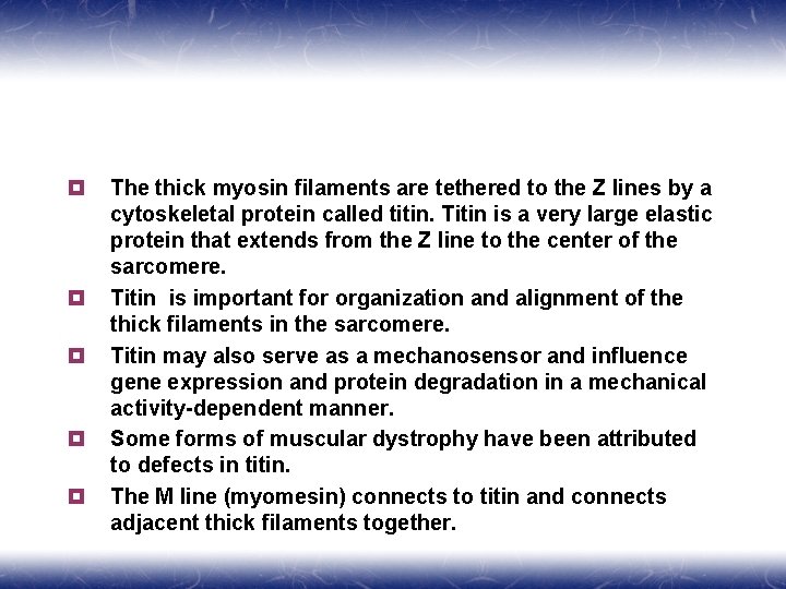 ¥ ¥ ¥ The thick myosin filaments are tethered to the Z lines by