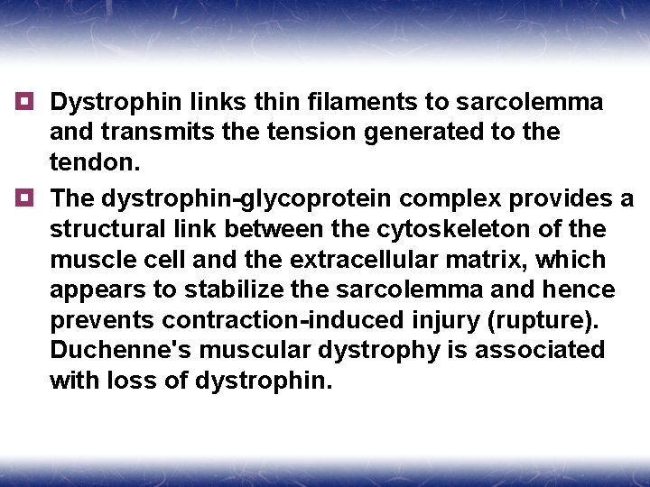 ¥ Dystrophin links thin filaments to sarcolemma and transmits the tension generated to the