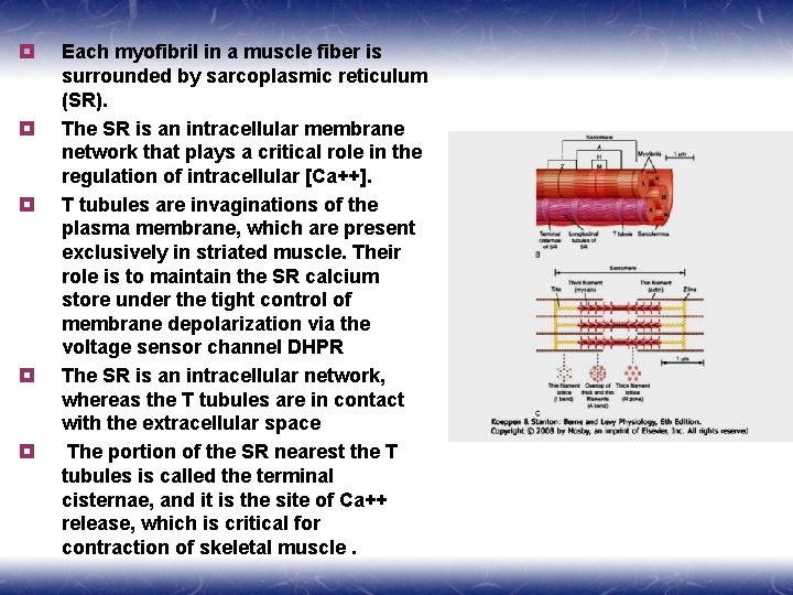 ¥ ¥ ¥ Each myofibril in a muscle fiber is surrounded by sarcoplasmic reticulum