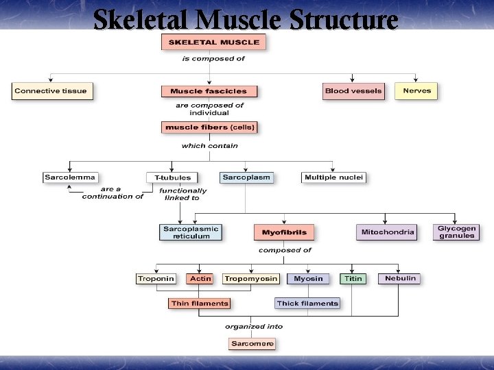 Skeletal Muscle Structure 