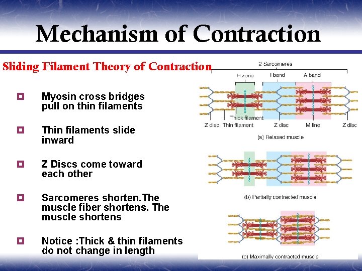 Mechanism of Contraction Sliding Filament Theory of Contraction ¥ Myosin cross bridges pull on