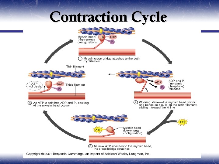 Contraction Cycle 