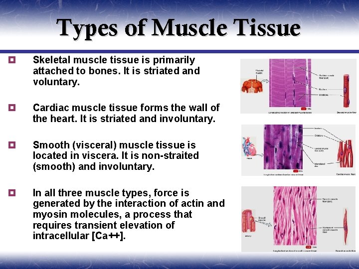 Types of Muscle Tissue ¥ Skeletal muscle tissue is primarily attached to bones. It