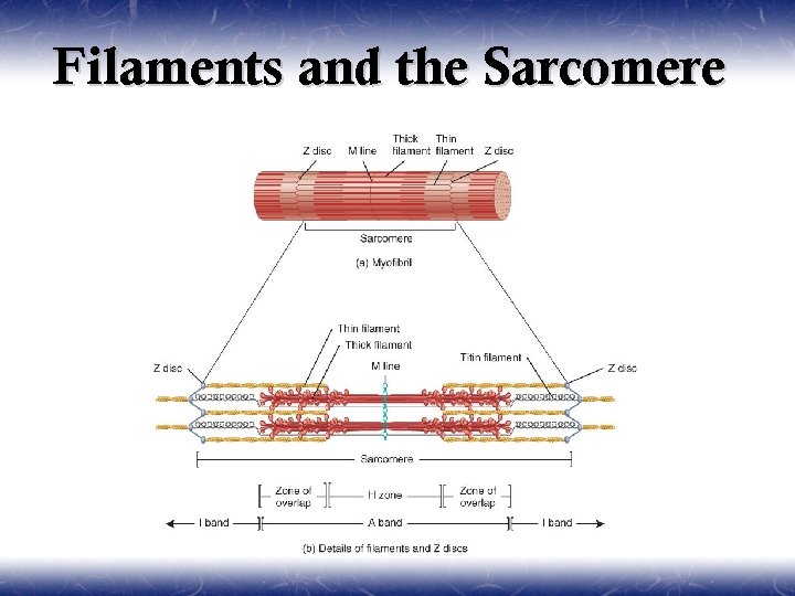 Filaments and the Sarcomere 