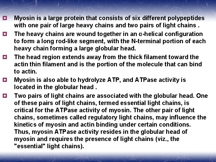 ¥ ¥ ¥ Myosin is a large protein that consists of six different polypeptides