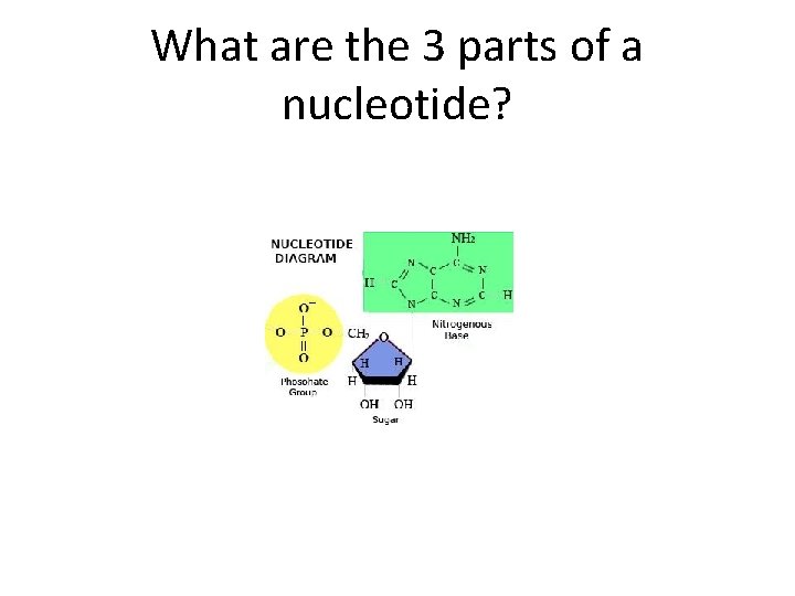What are the 3 parts of a nucleotide? 