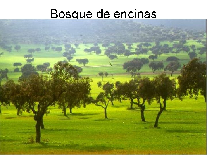 Bosque de encinas 