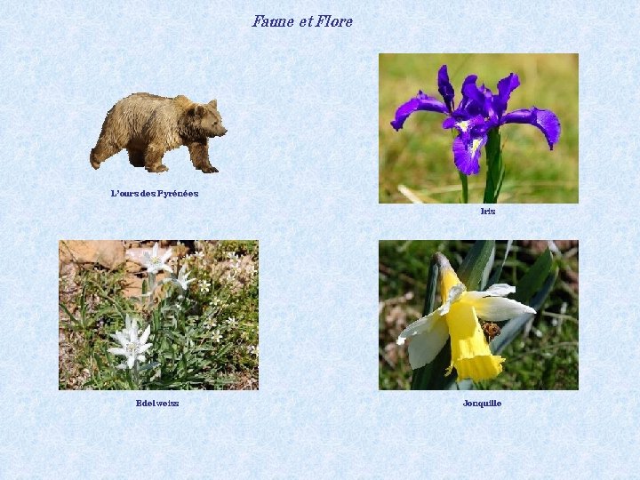 Faune et Flore L’ours des Pyrénées Iris Edelweiss Jonquille 