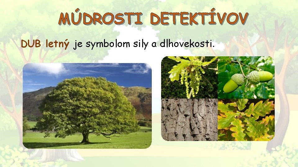 MÚDROSTI DETEKTÍVOV DUB letný je symbolom sily a dlhovekosti. 