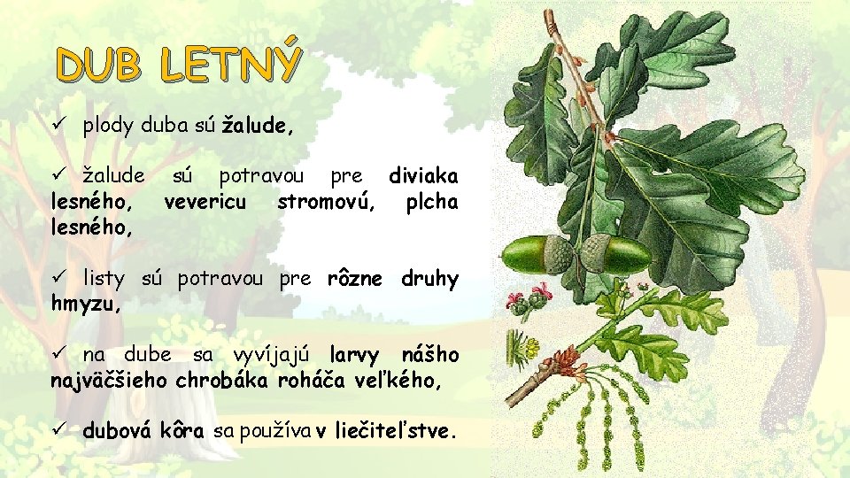 DUB LETNÝ ü plody duba sú žalude, ü žalude sú potravou pre diviaka lesného,