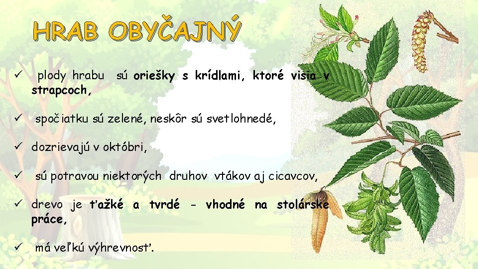 HRAB OBYČAJNÝ ü plody hrabu sú oriešky s krídlami, ktoré visia v strapcoch, ü