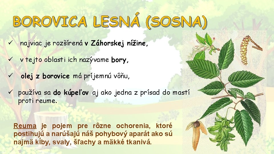 BOROVICA LESNÁ (SOSNA) ü najviac je rozšírená v Záhorskej nížine, ü v tejto oblasti