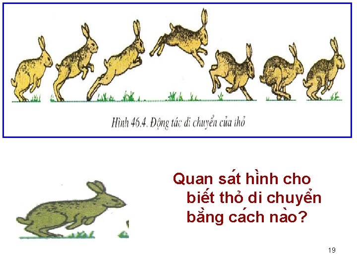 Quan sa t hi nh cho biê t thỏ di chuyê n bă ng