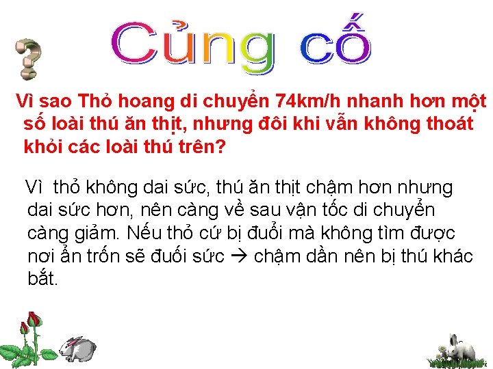 Vì sao Thỏ hoang di chuyển 74 km/h nhanh hơn một số loài thú