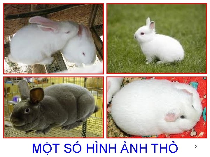 MỘT SỐ HÌNH ẢNH THỎ 3 