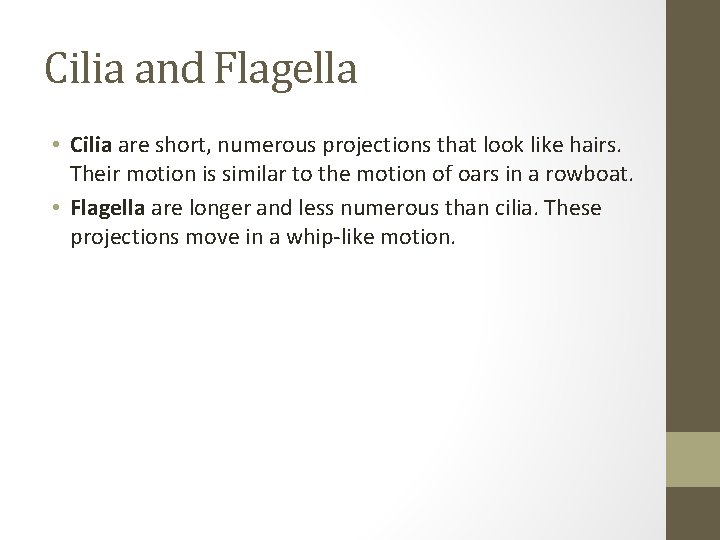Cilia and Flagella • Cilia are short, numerous projections that look like hairs. Their