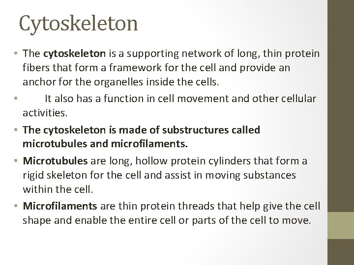 Cytoskeleton • The cytoskeleton is a supporting network of long, thin protein fibers that