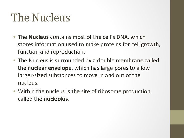 The Nucleus • The Nucleus contains most of the cell’s DNA, which stores information