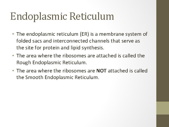 Endoplasmic Reticulum • The endoplasmic reticulum (ER) is a membrane system of folded sacs