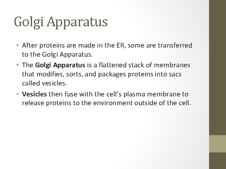 Golgi Apparatus • After proteins are made in the ER, some are transferred to