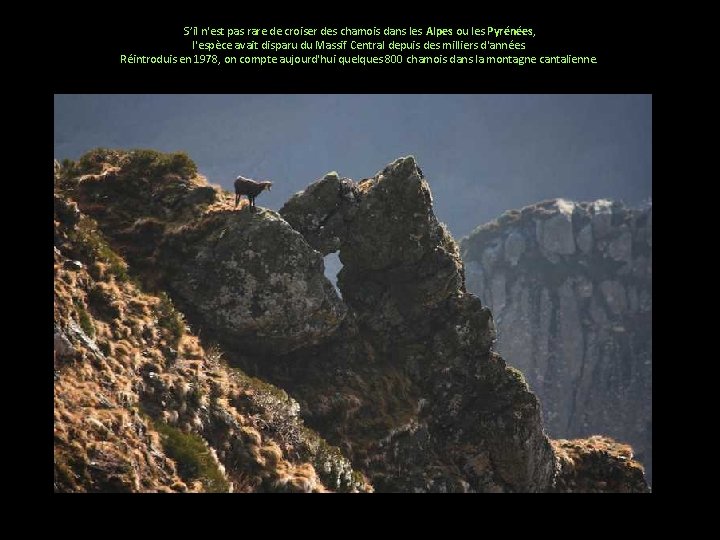 S’il n'est pas rare de croiser des chamois dans les Alpes ou les Pyrénées,