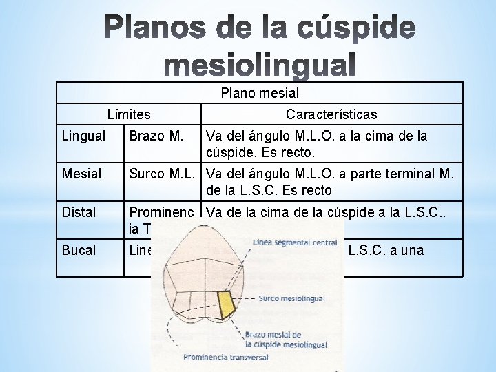 Plano mesial Límites Características Lingual Brazo M. Va del ángulo M. L. O. a
