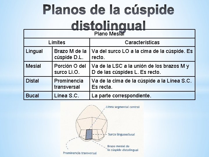 Plano Mesial Límites Características Lingual Brazo M de la cúspide D. L. Va del
