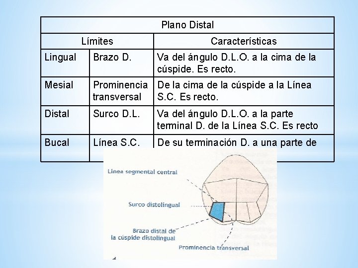 Plano Distal Límites Características Lingual Brazo D. Va del ángulo D. L. O. a