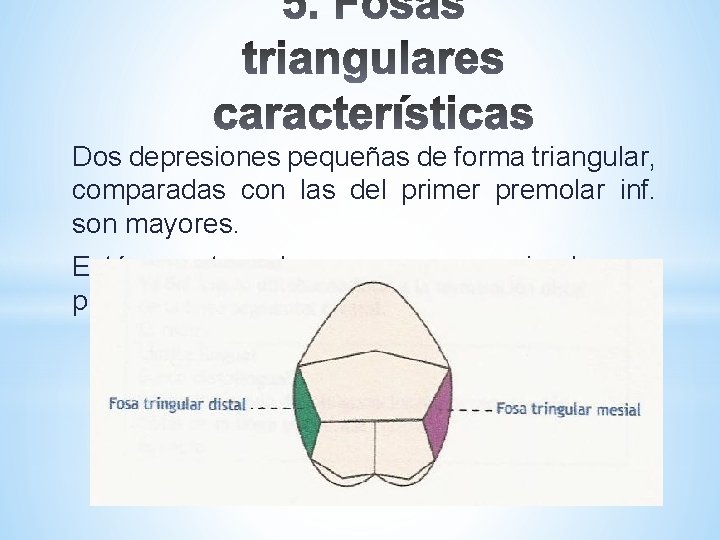 Dos depresiones pequeñas de forma triangular, comparadas con las del primer premolar inf. son