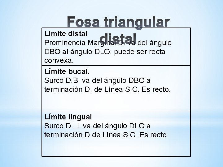 Limite distal Prominencia Marginal D. va del ángulo DBO al ángulo DLO. puede ser