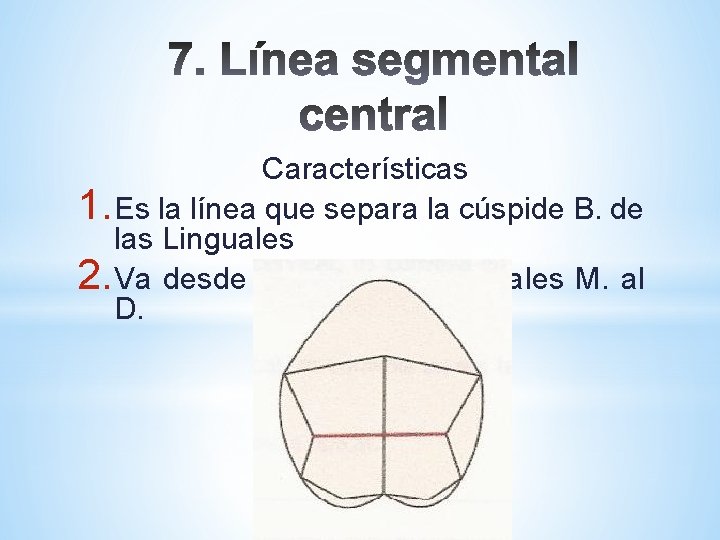 Características 1. Es la línea que separa la cúspide B. de las Linguales 2.