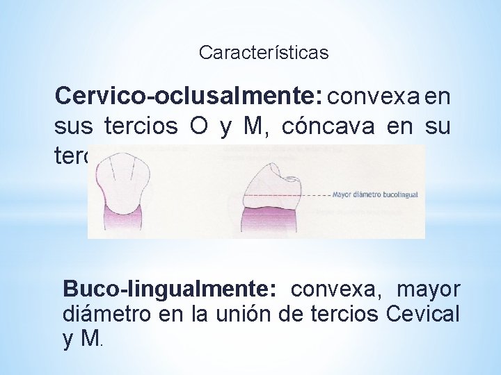 Características Cervico-oclusalmente: convexa en sus tercios O y M, cóncava en su tercio Cervical.